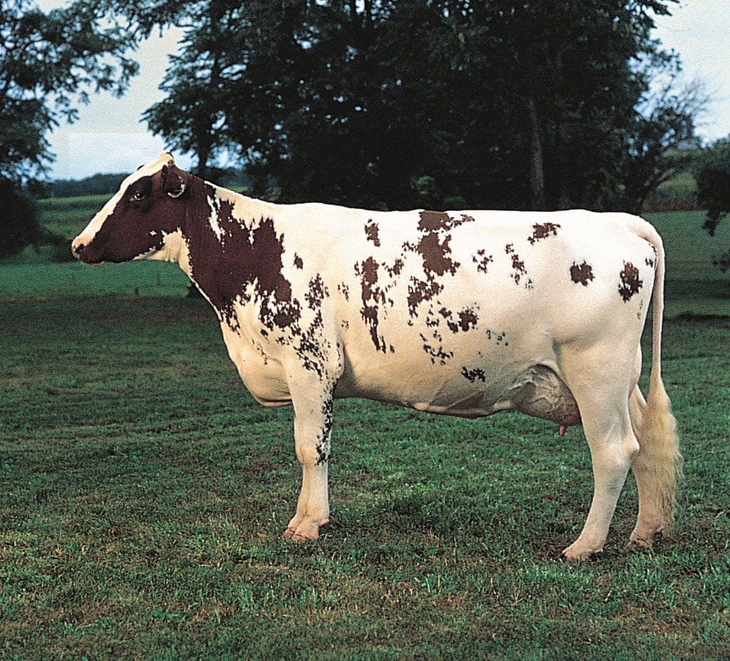 Ayrshire cattle