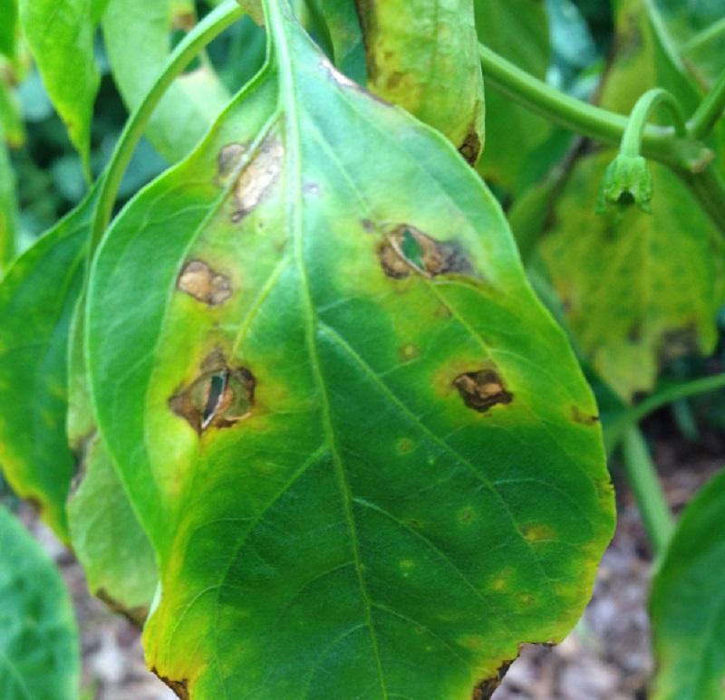 Bacterial spot on Bell Pepper Plants