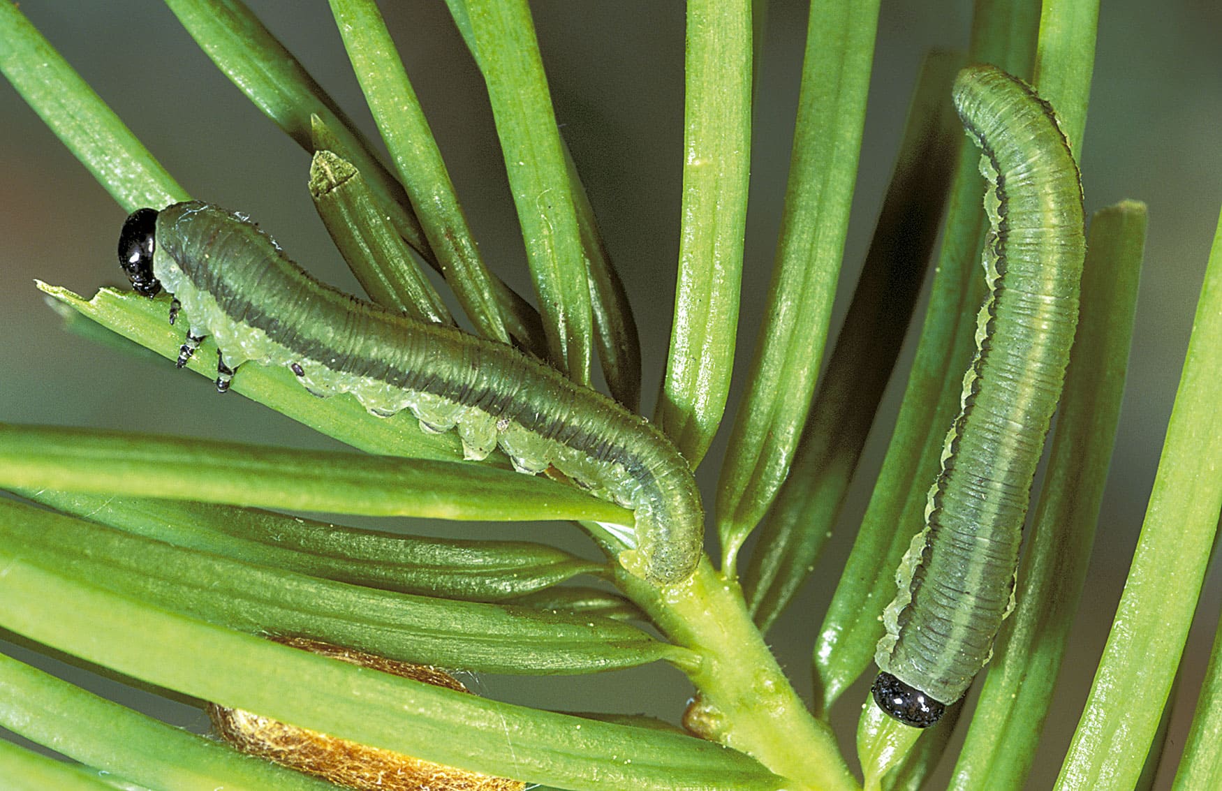 Balsam Fir Sawflies