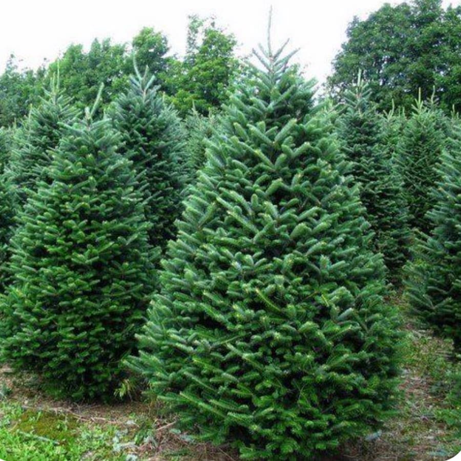 Balsam Fir