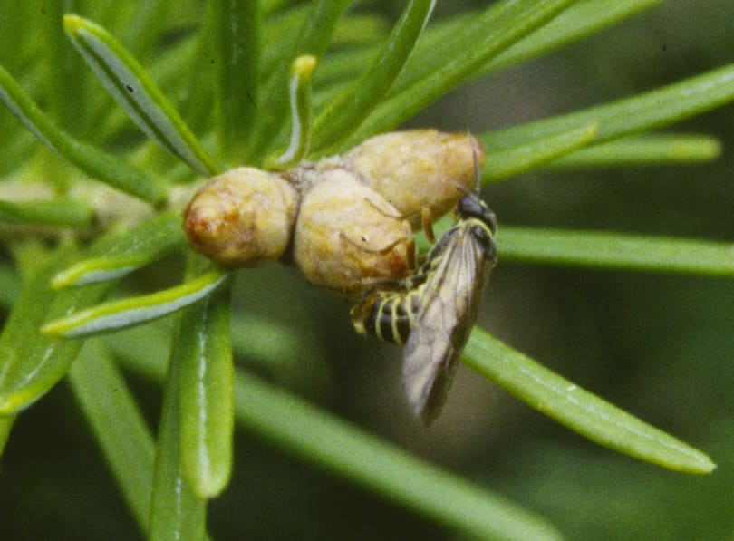 Balsam Shootboring Sawflies