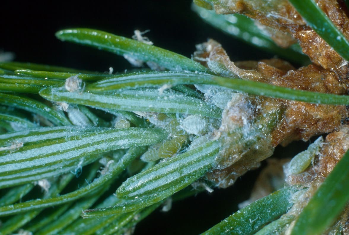 Balsam Twig Aphids