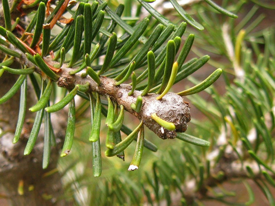 Balsam Woolly Adelgids