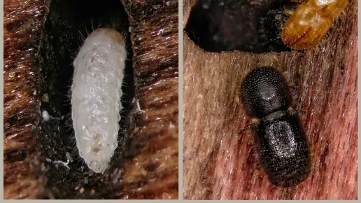 Bark and Ambrosia Beetles