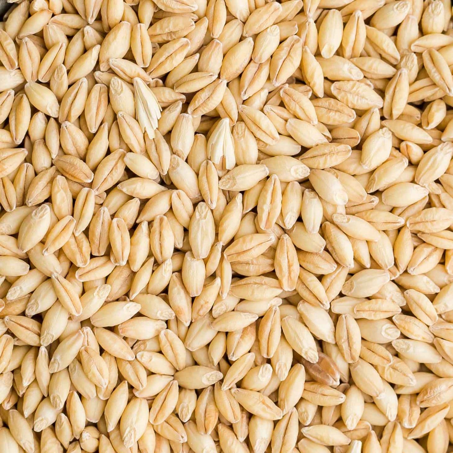 Barley seeds
