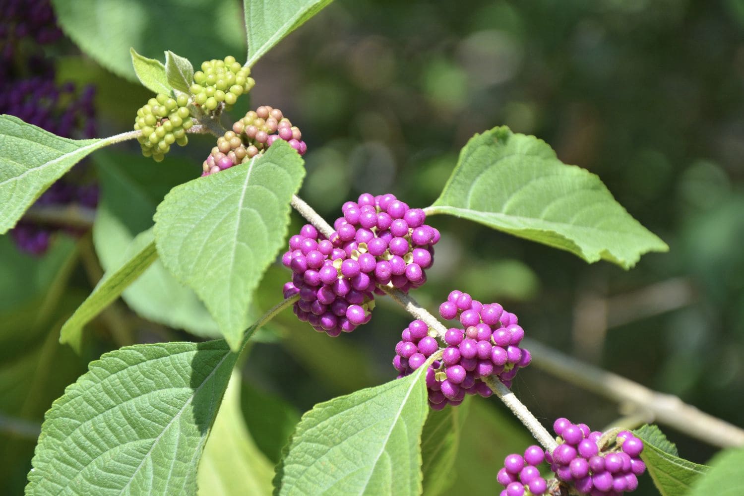 Beautyberry (Callicarpa)