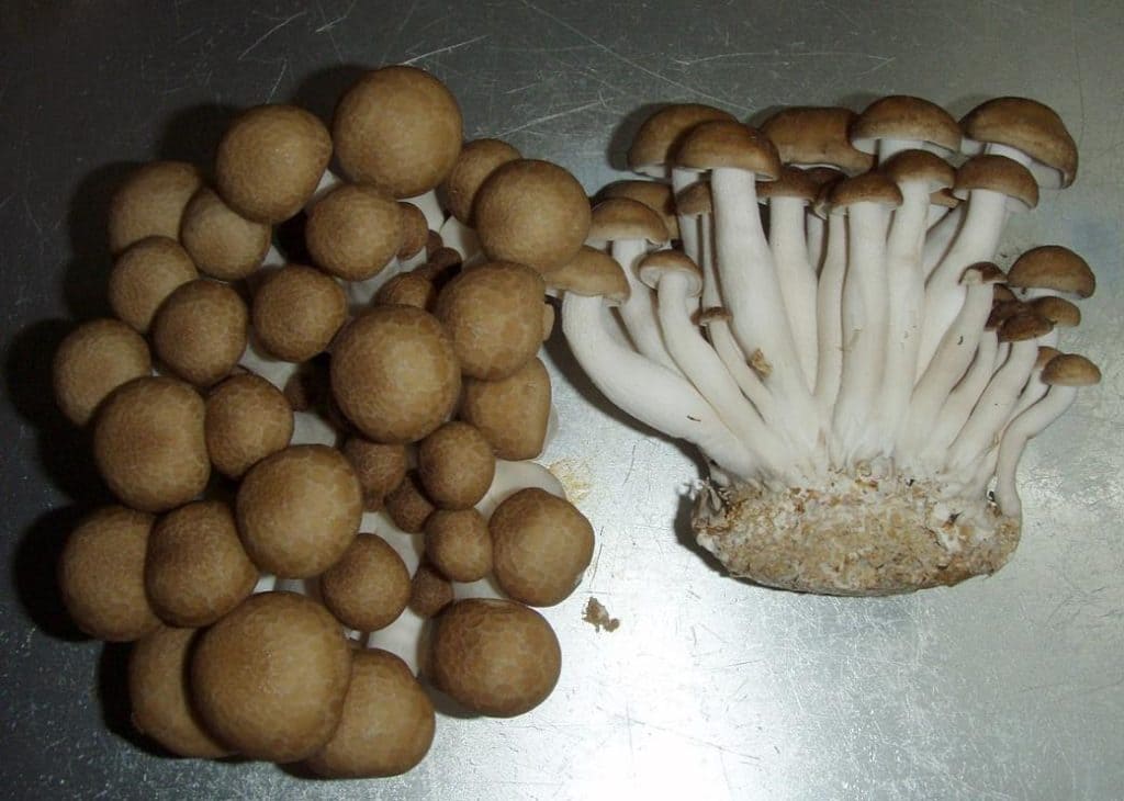 Beech Mushrooms