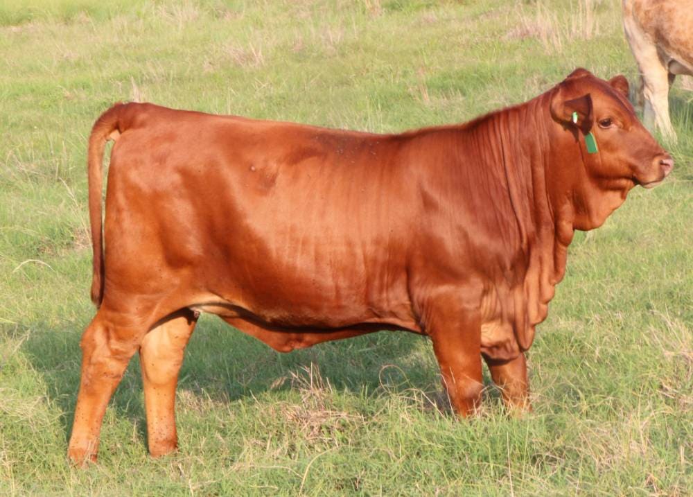 Beefmaster cattle