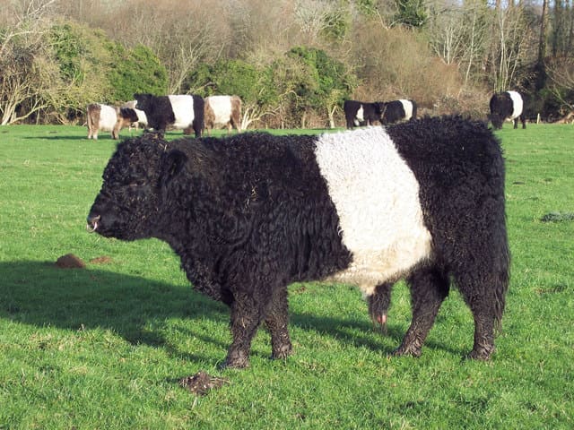 Belted Galloway cattle