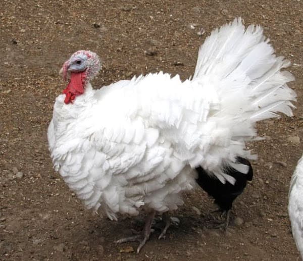 Beltsville Small White