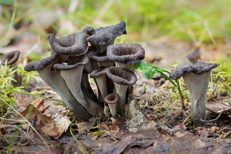 Black trumpet mushrooms