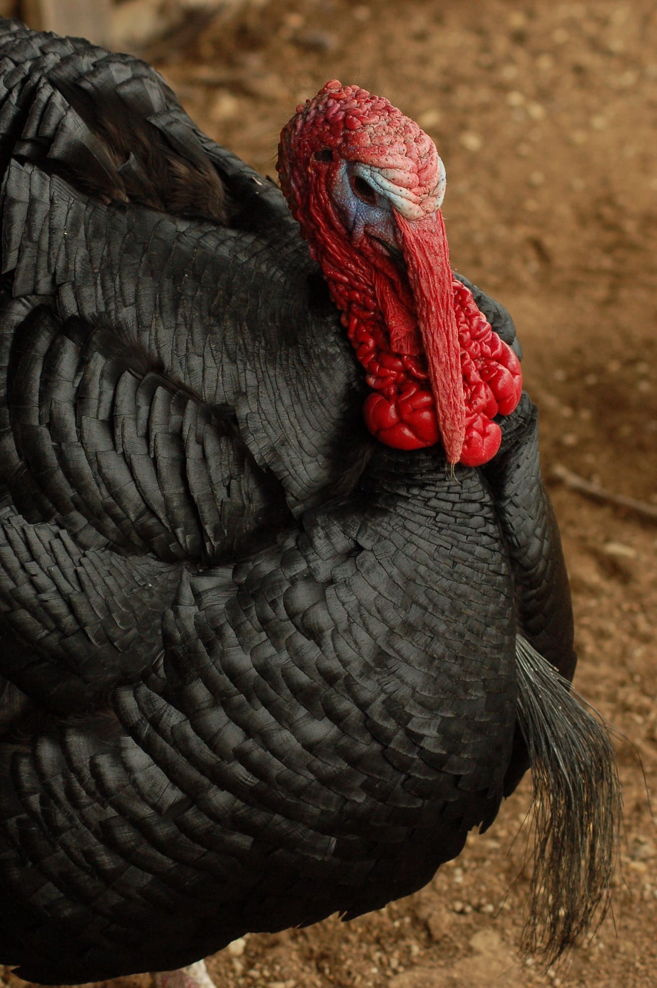 Black turkey