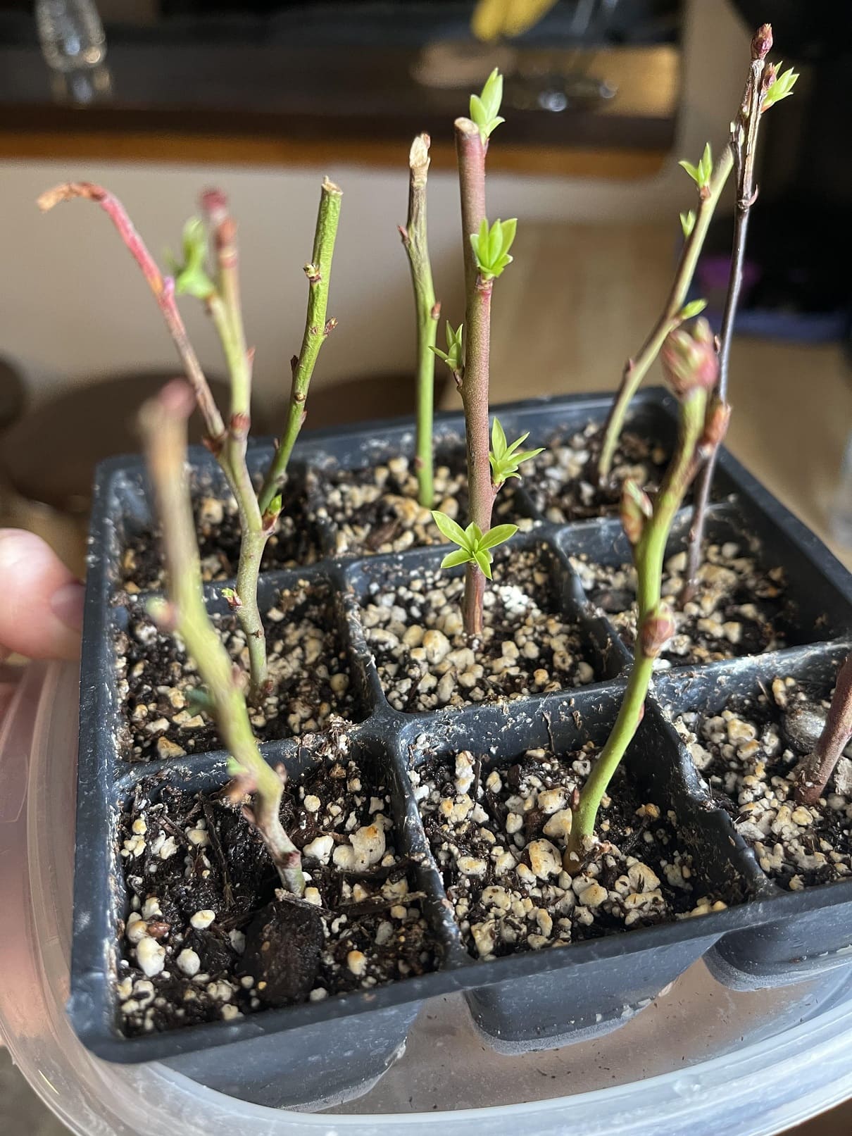 Blueberry Hardwood cuttings