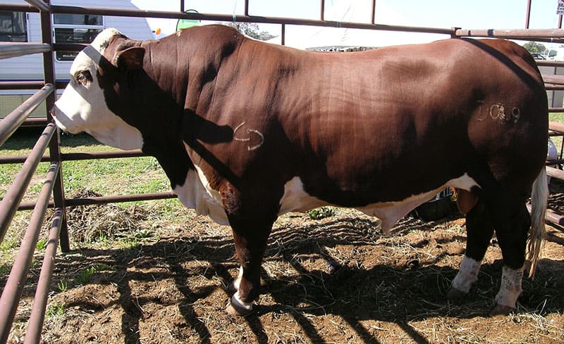 Braford cattle