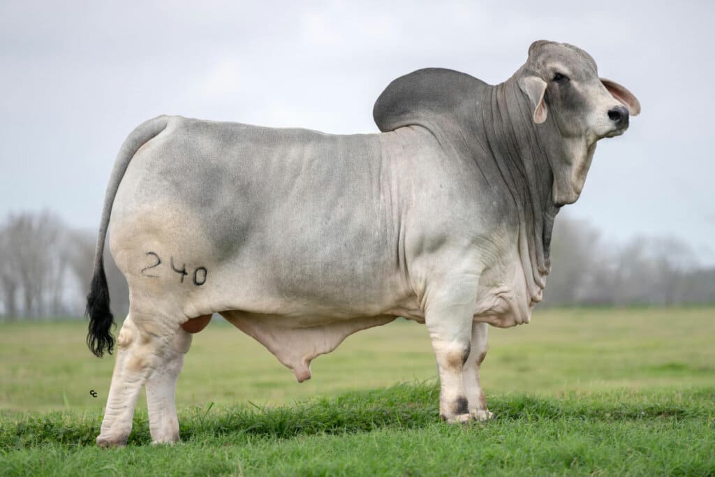Brahman cattle