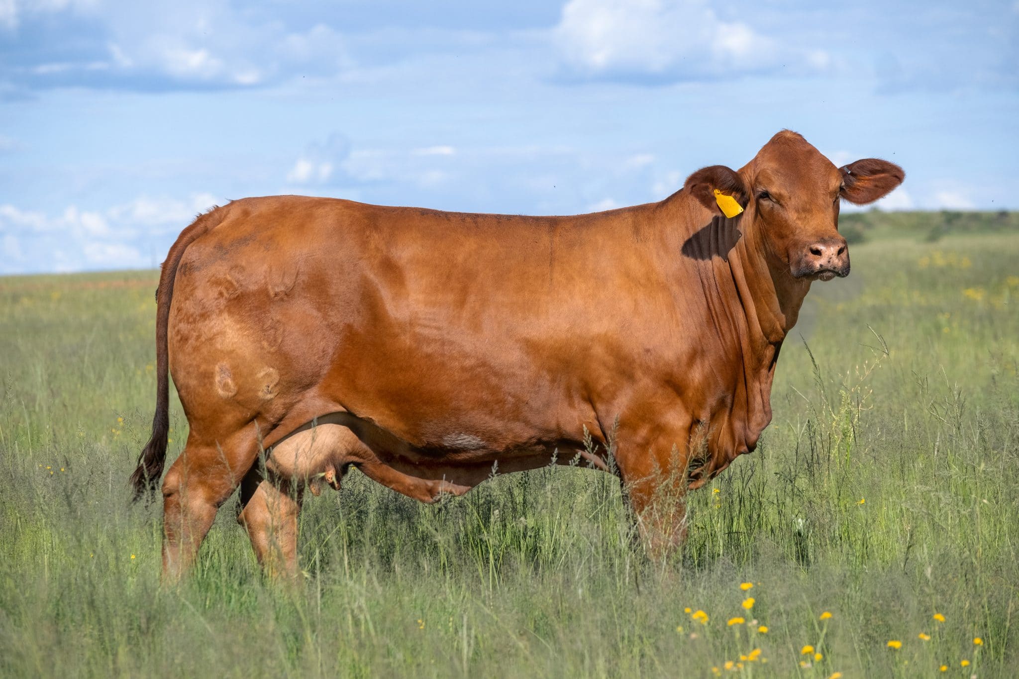 Brangus cattle