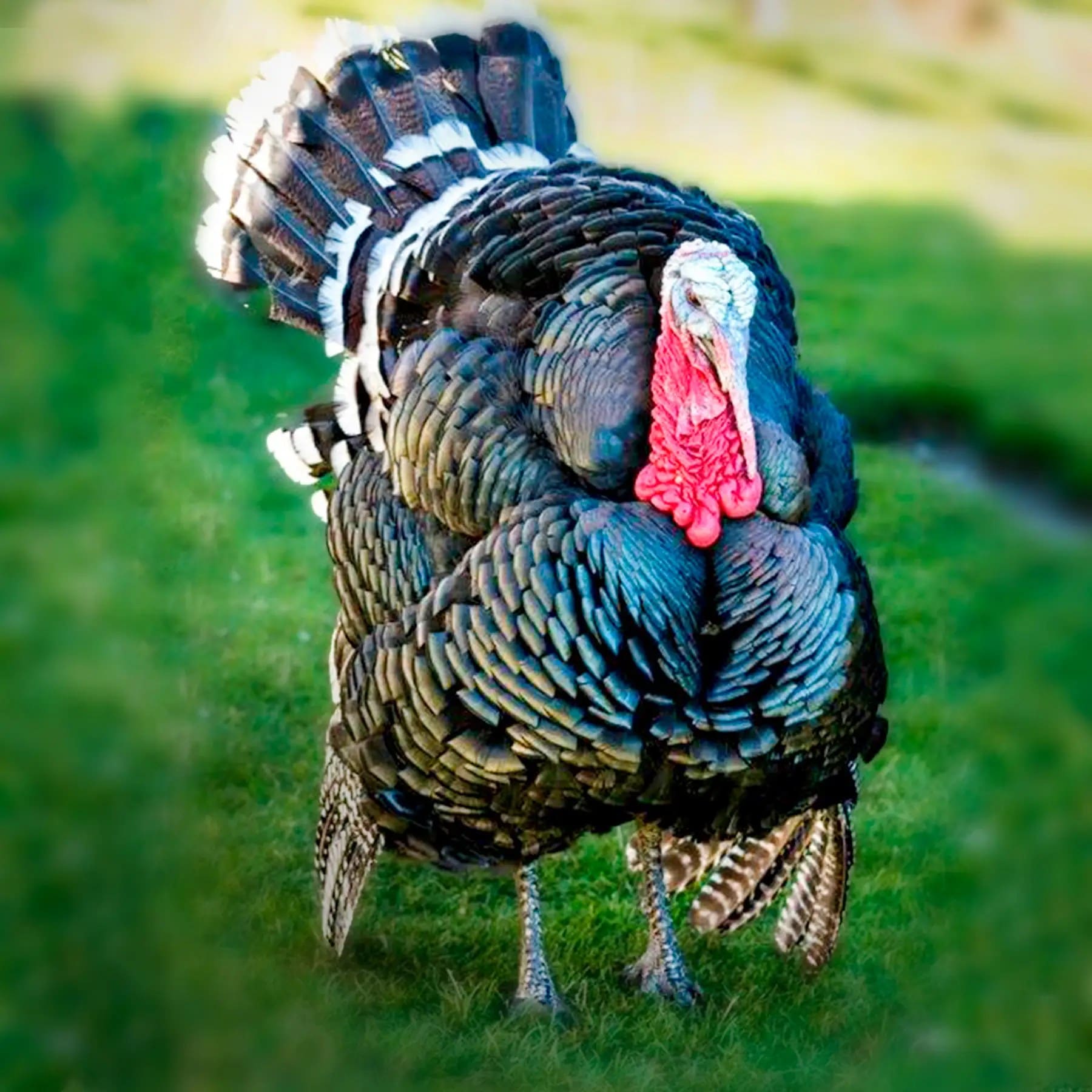 Broad-Breasted Bronze