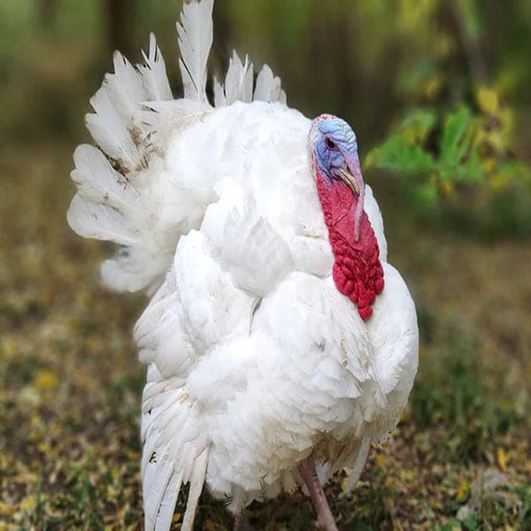 Broad-Breasted White