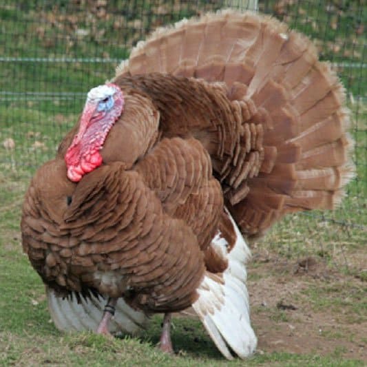 Buff Turkey
