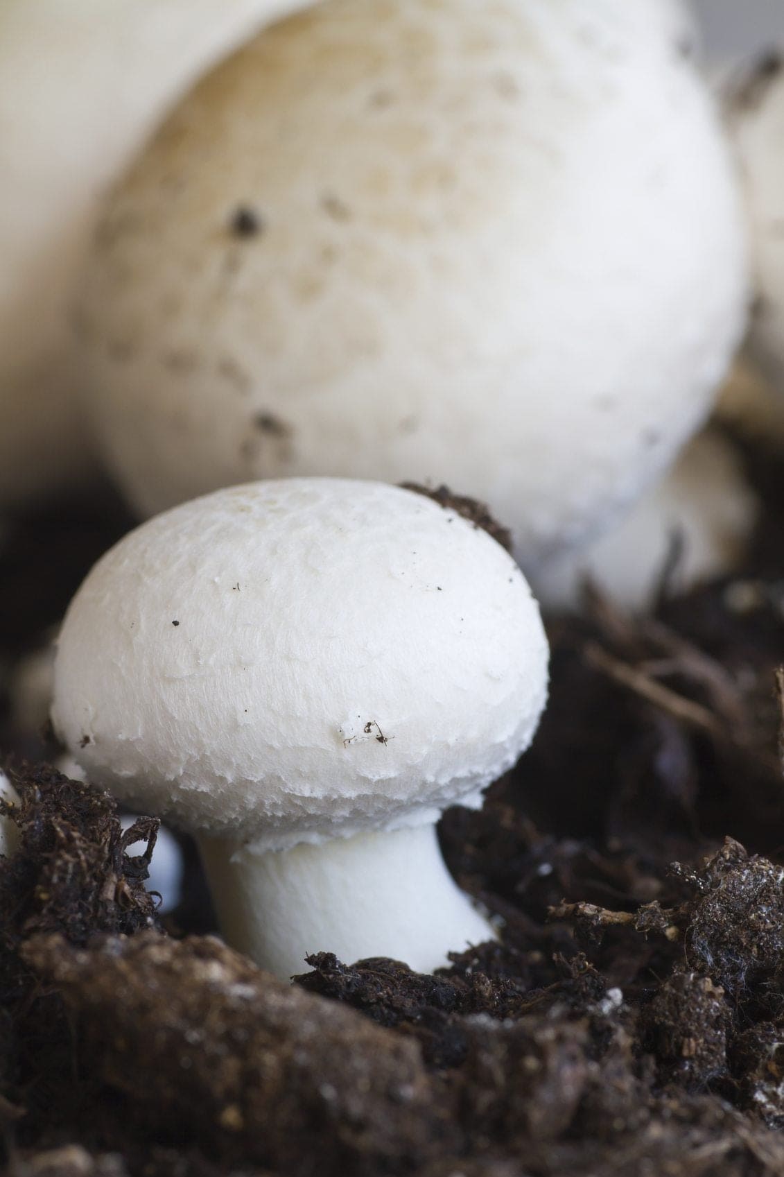 Button Mushrooms