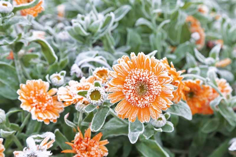 Calendula