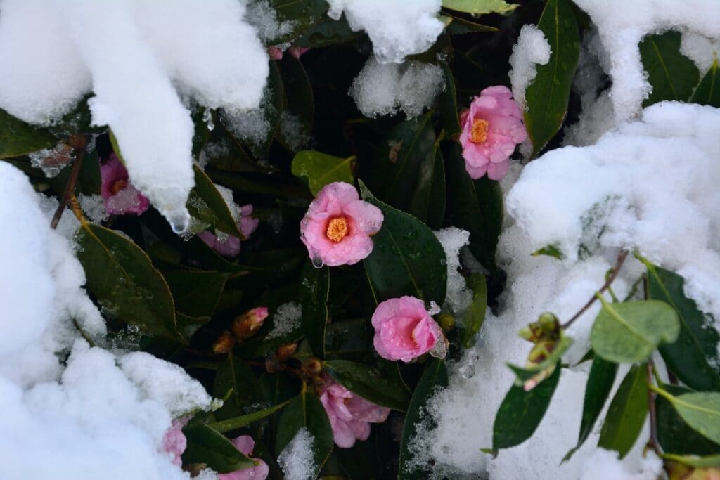 Camellias