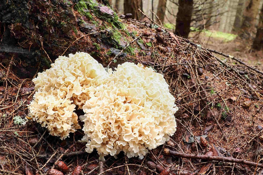 Cauliflower Mushrooms