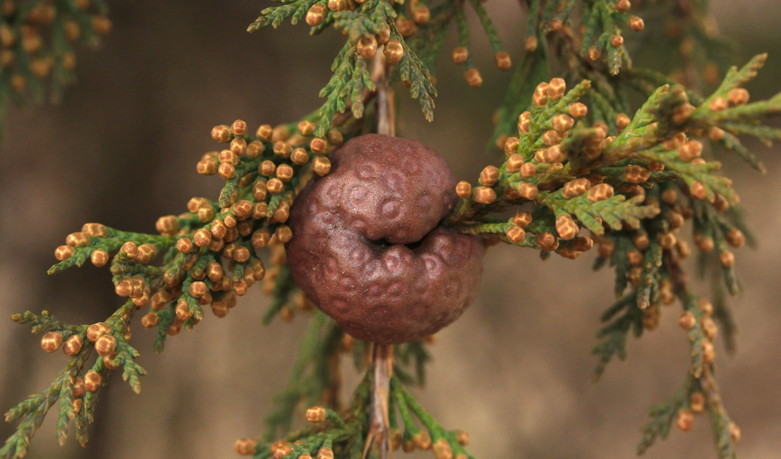 Cedar-Apple Rust Galls