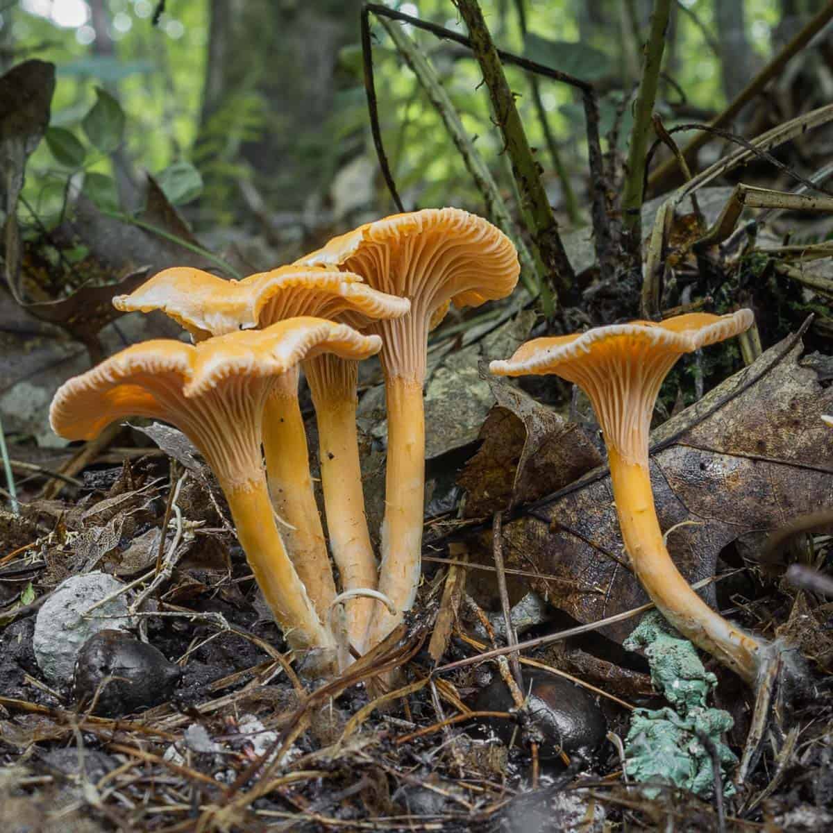 Chanterelle Mushrooms