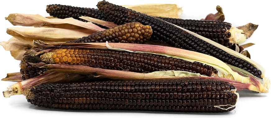 Chapalote Corn