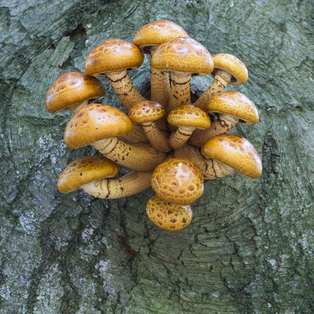 Chestnut Mushrooms