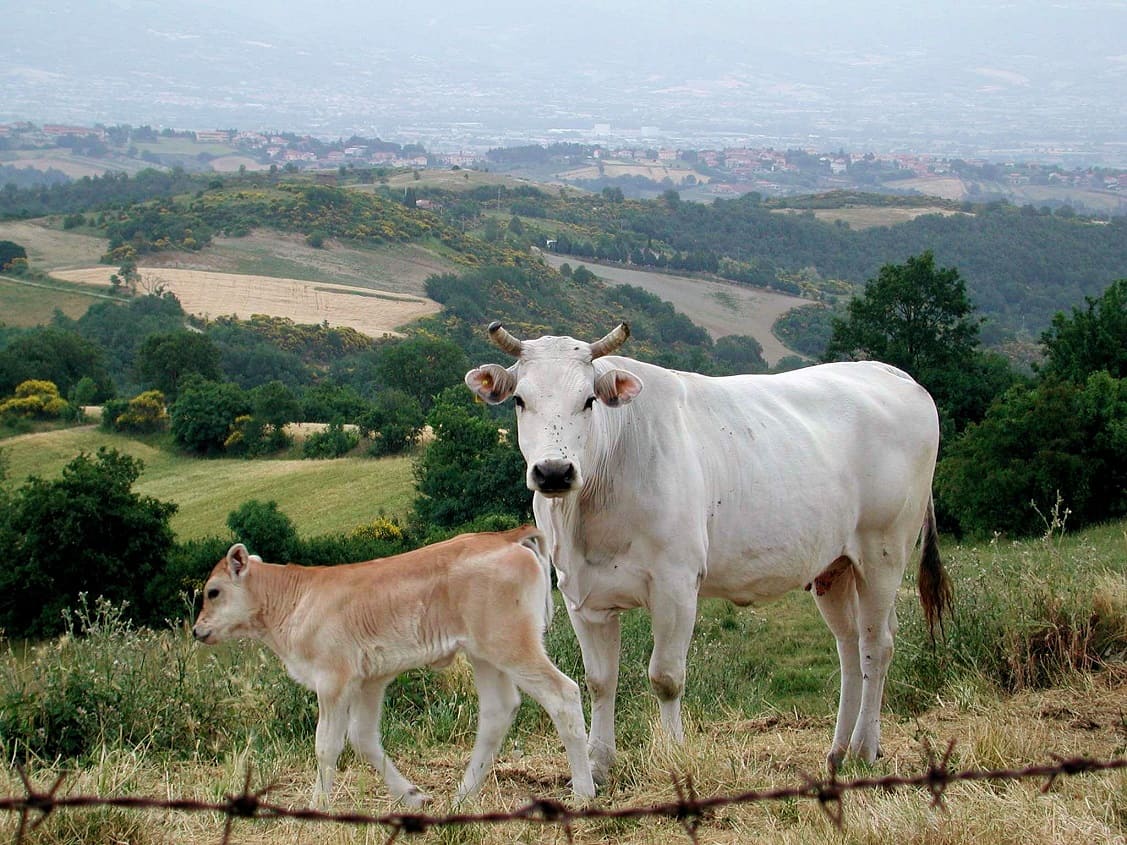 Chianina cattle