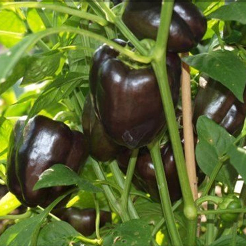 Chocolate Beauty Bell Peppers