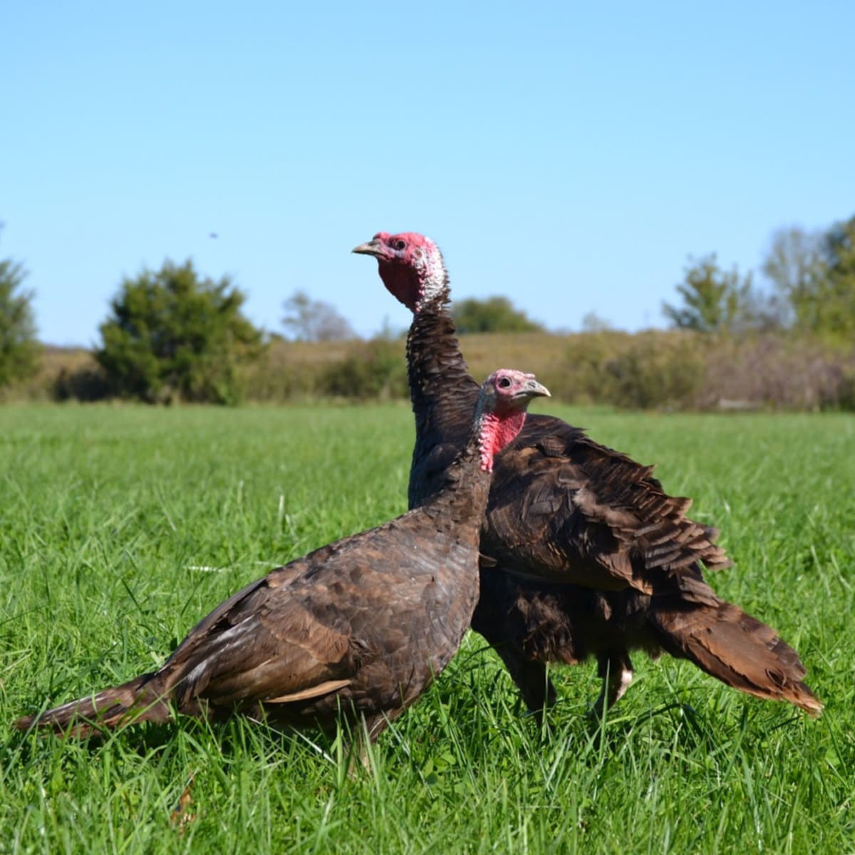 Chocolate Turkey