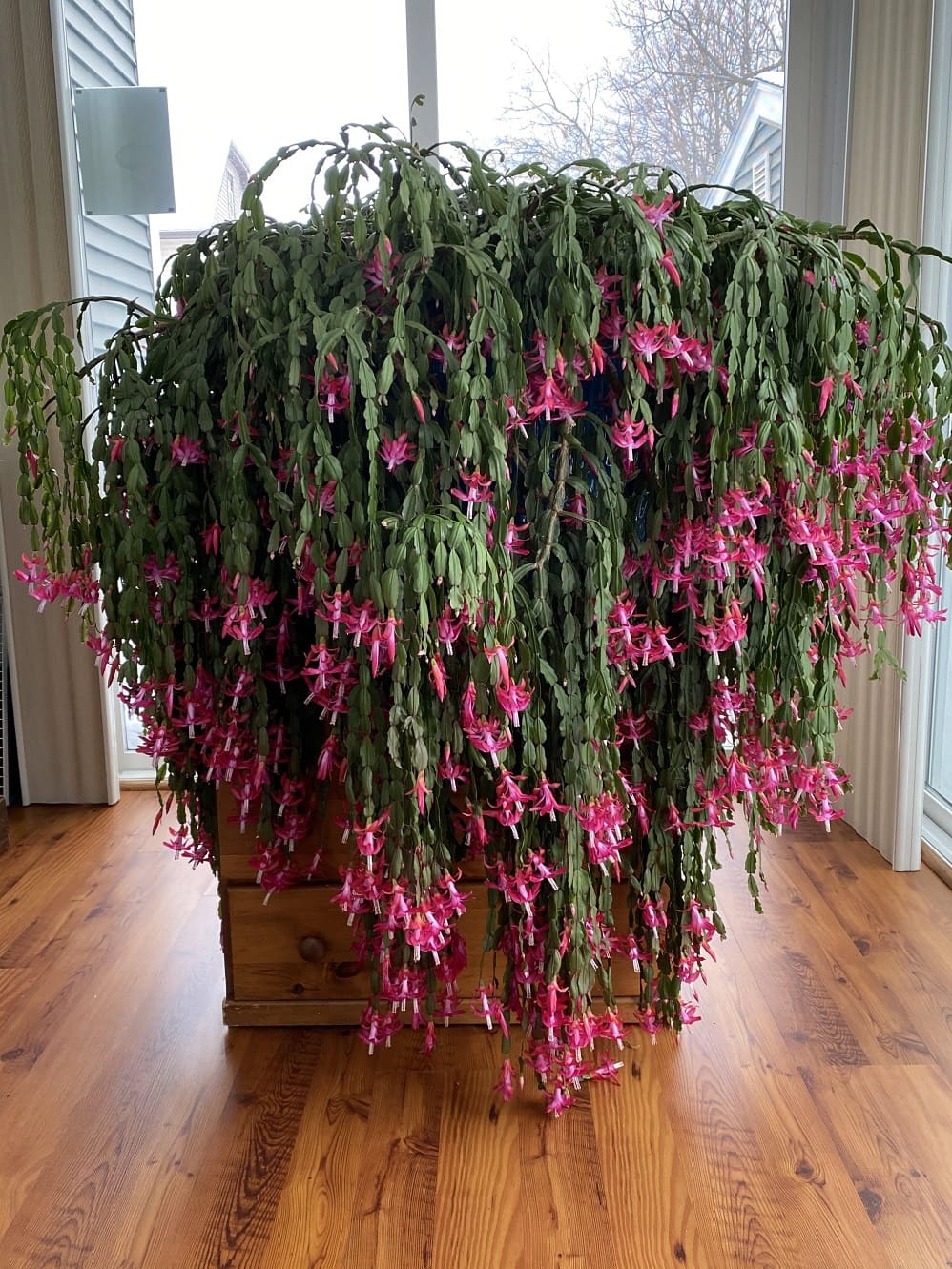 Christmas cactus