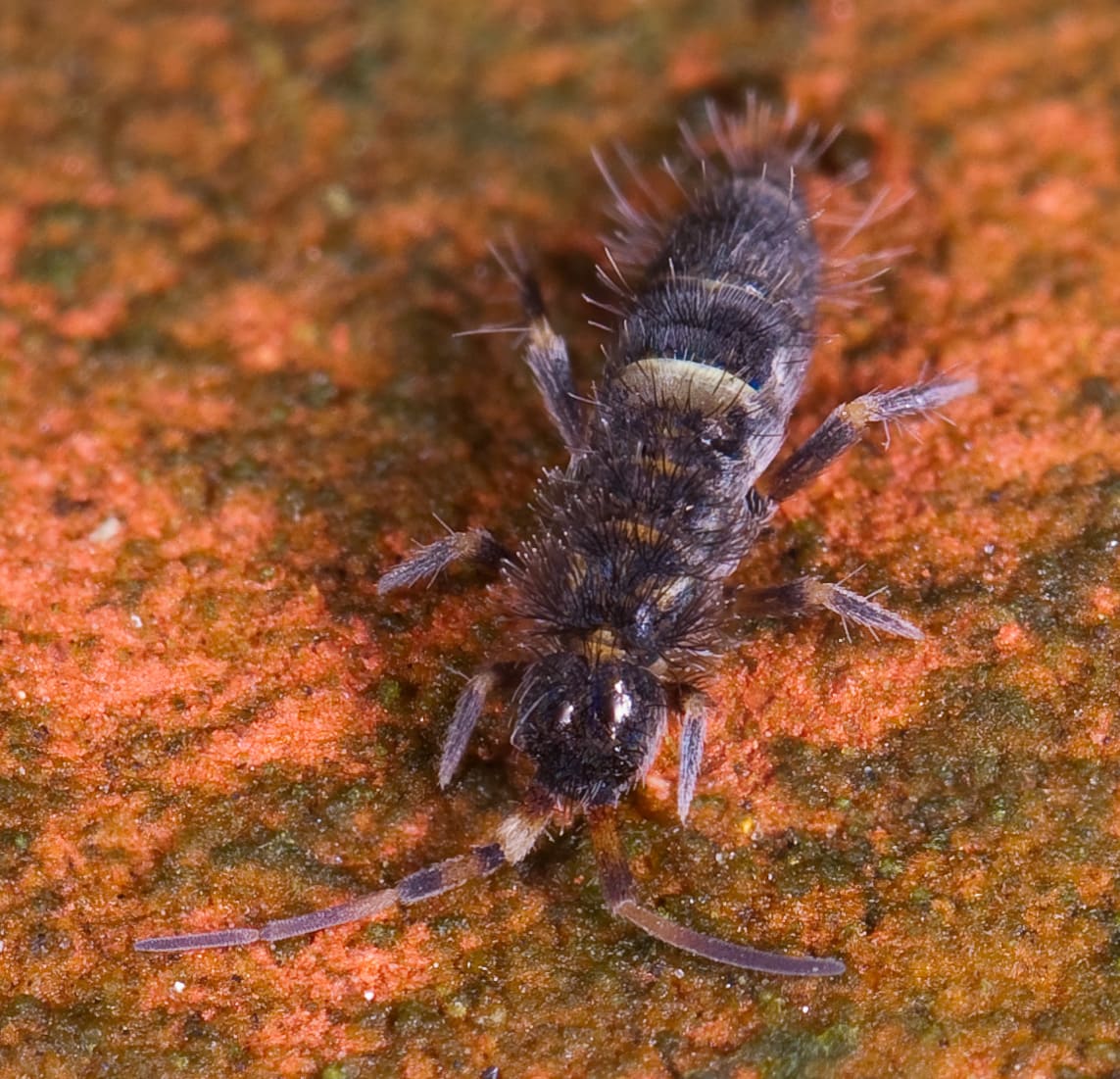 Collembola