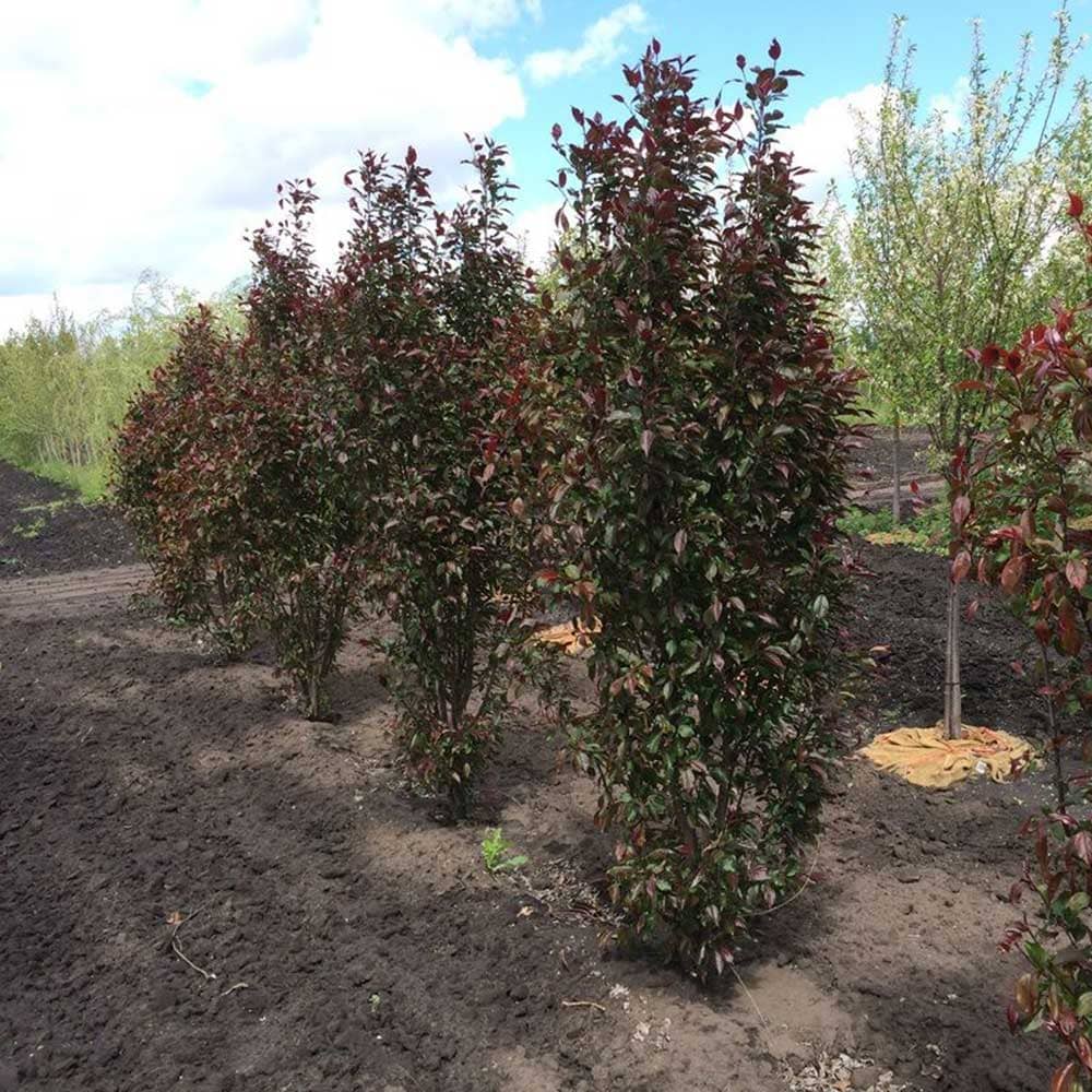Columnar Crabapple