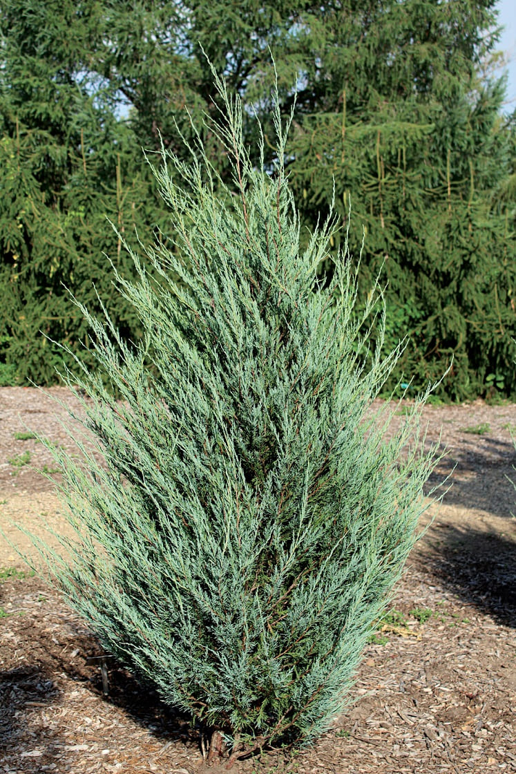 Columnar Juniper