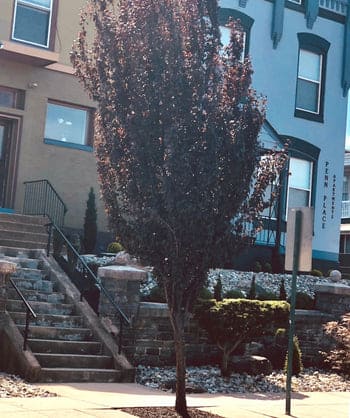 Columnar Plum