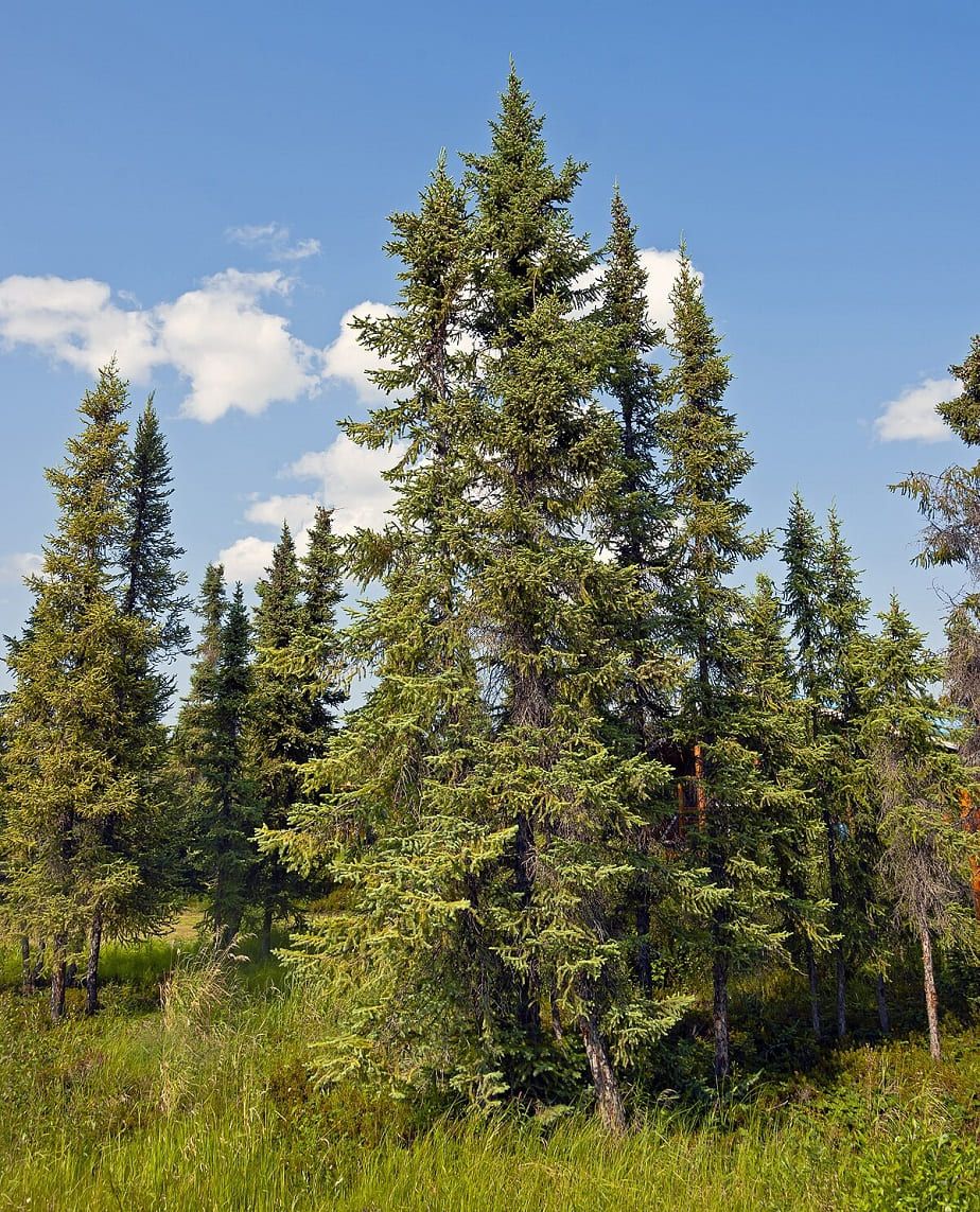 Columnar SpruceColumnar Spruce