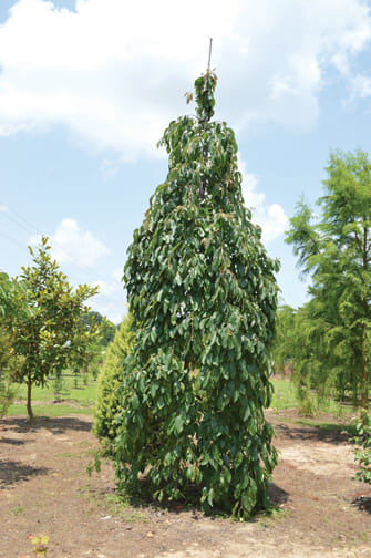 Columnar Weeping Persimmon
