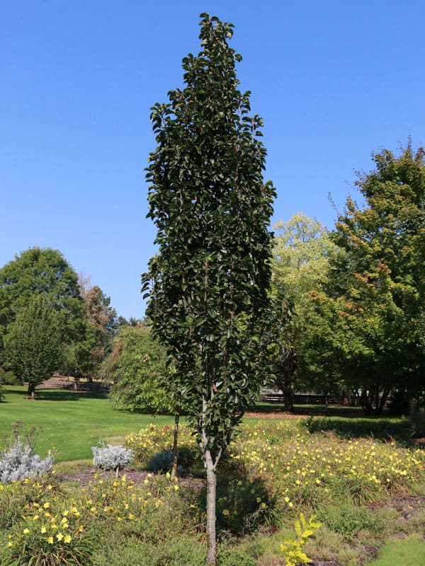 Columnar pear