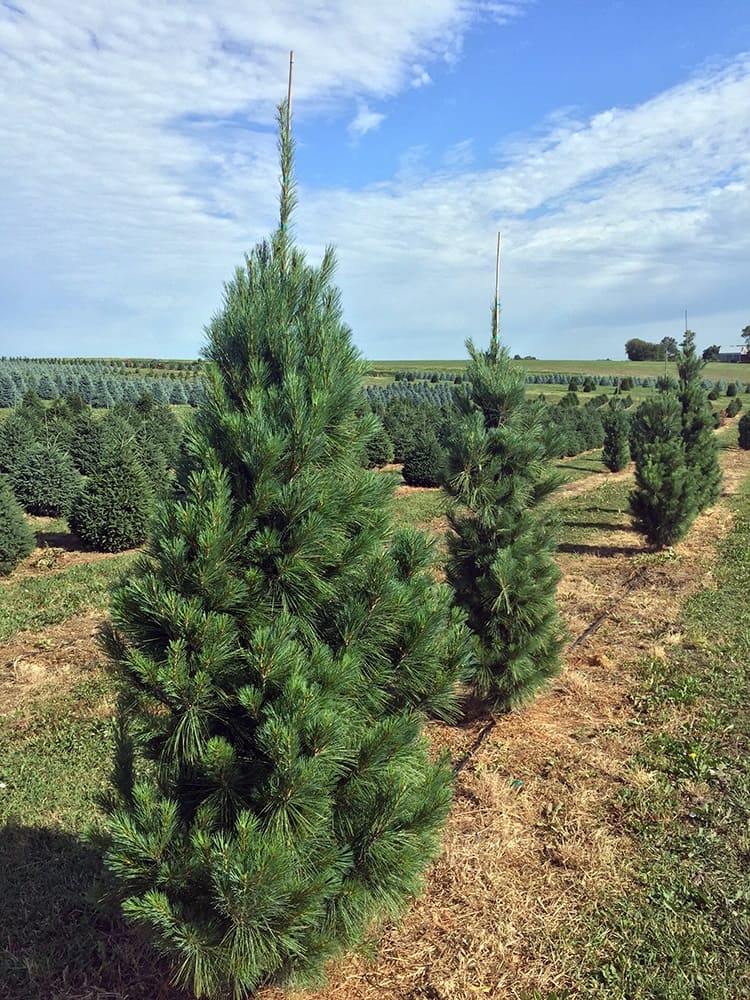 Columnar pines
