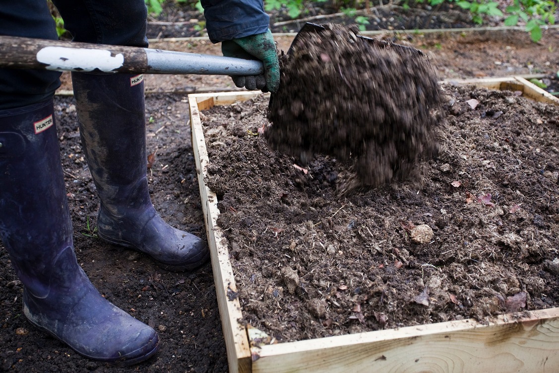 Compost to grow Bell Peppers