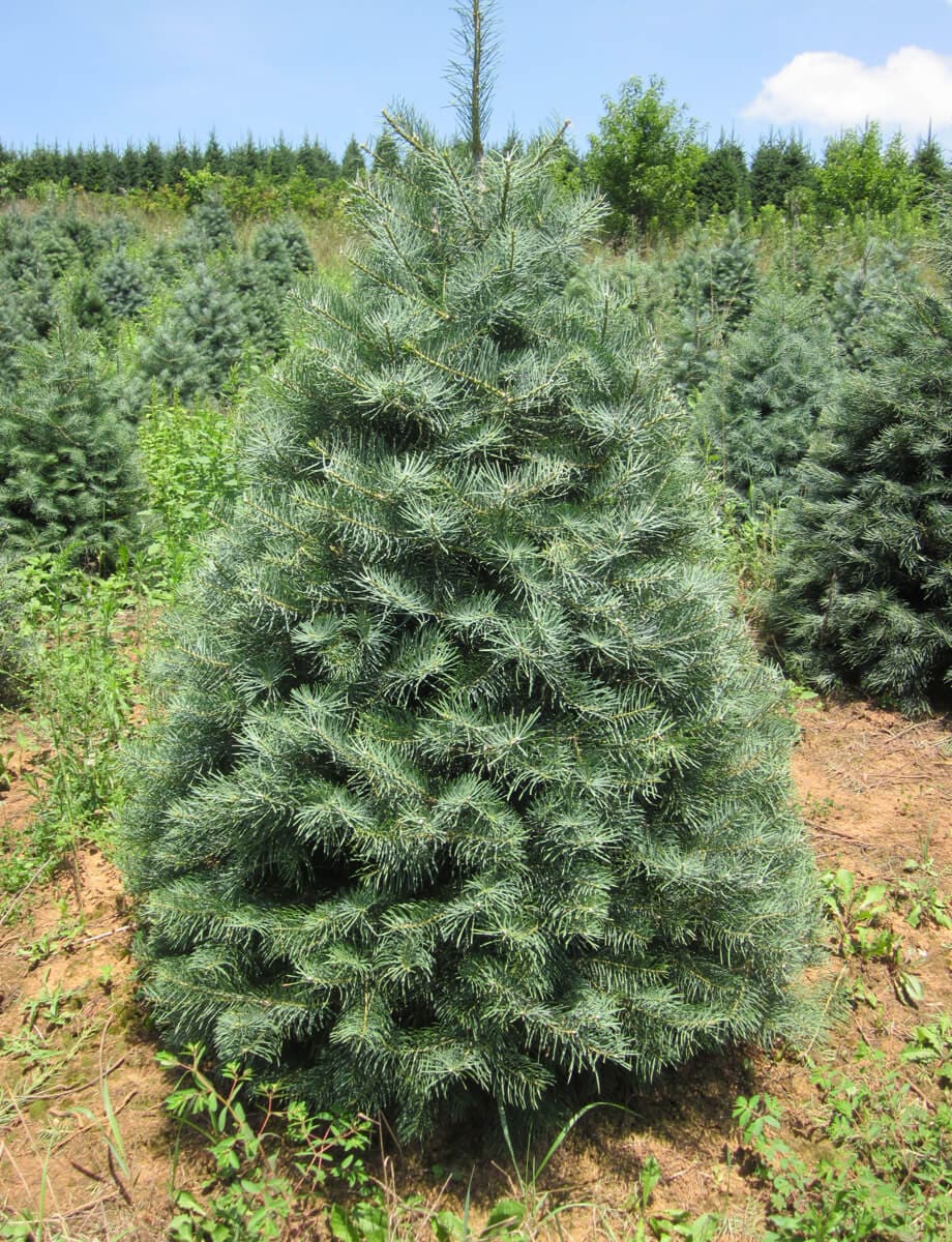 Concolor Fir