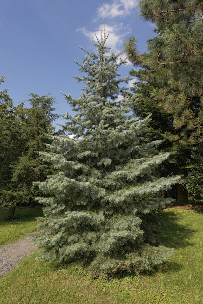 Conical White Fir