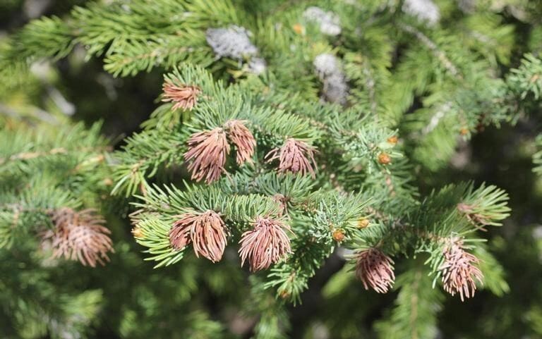 Cooley Spruce Gall Adelgids