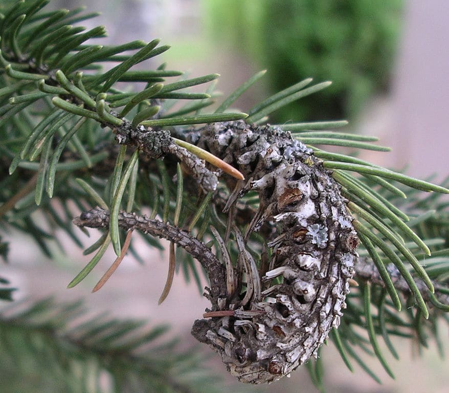 Cooley Spruce Galls