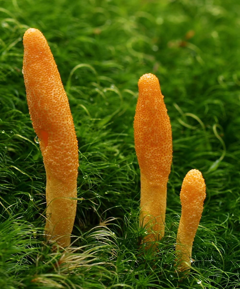Cordyceps mushrooms