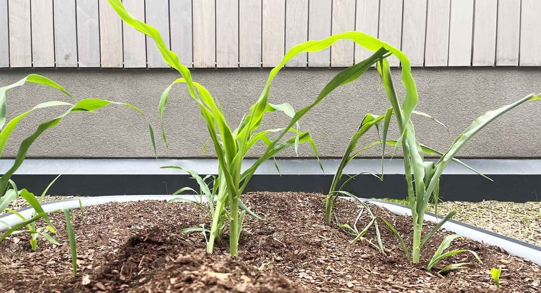 Corn Space and Planting Requirements